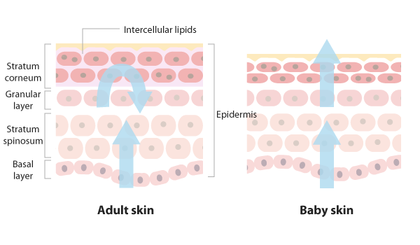 Comparison between babies and adults skins.